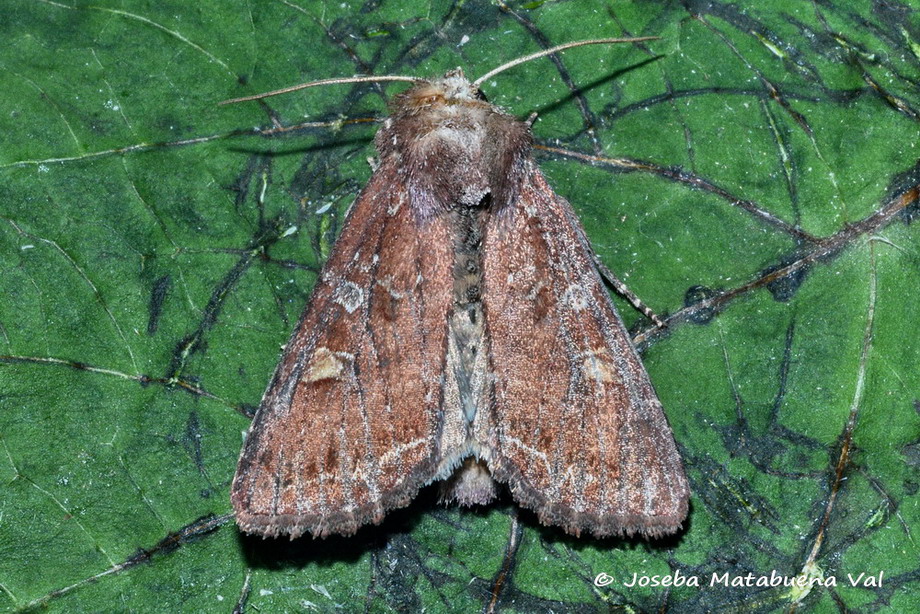 Eteroceri del mese di aprile, dal confino